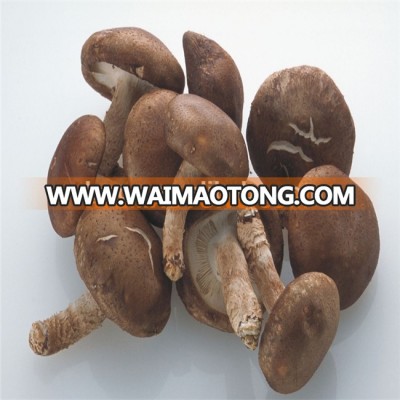 shiitake Polysaccharide or lentinan 10% 15% 20% 30% 50% 98% etc